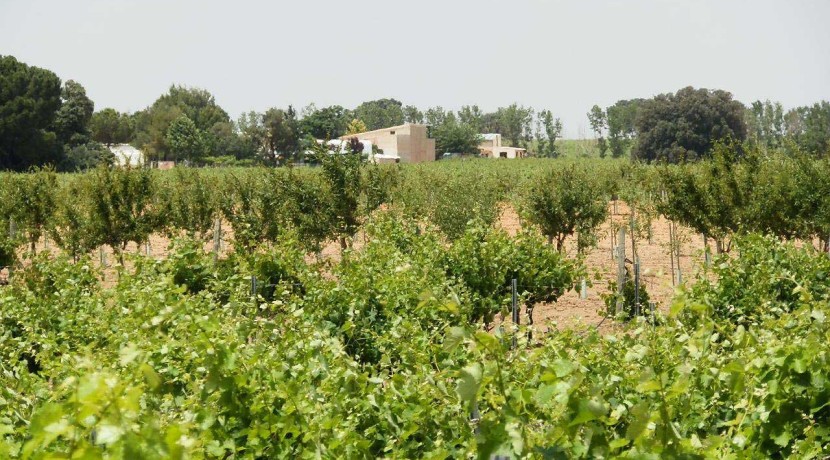 461_fincas-en-venta-029