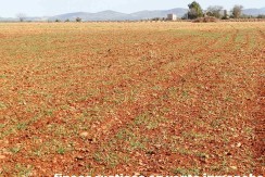 462_fincas-en-venta-12