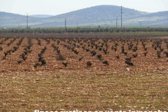462_fincas-en-venta-15