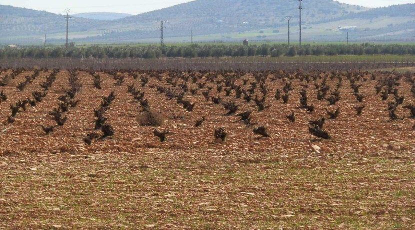 462_fincas-en-venta-15
