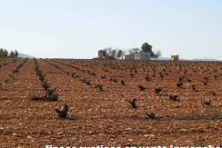 462_fincas-en-venta-16