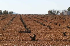 462_fincas-en-venta-17