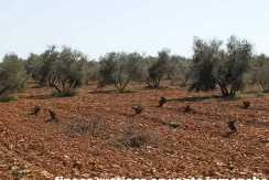 462_fincas-en-venta-20