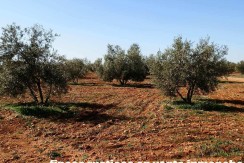 462_fincas-en-venta-21