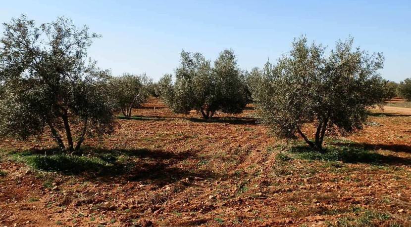 462_fincas-en-venta-21