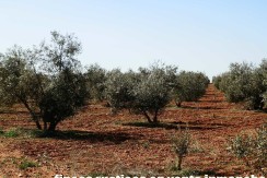 462_fincas-en-venta-22