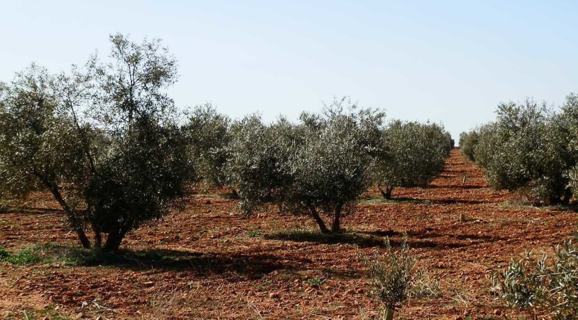 462_fincas-en-venta-22