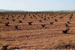 462_fincas-en-venta-25