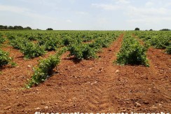 463_fincas-en-venta-001