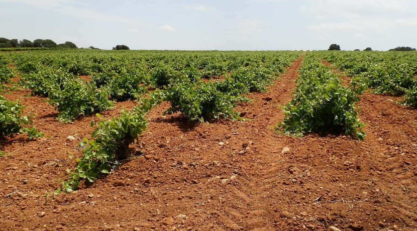 463_fincas-en-venta-001