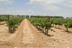 463_fincas-en-venta-006