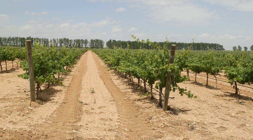 463_fincas-en-venta-006