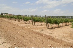 463_fincas-en-venta-007