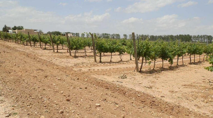 463_fincas-en-venta-007