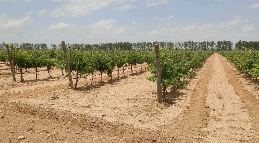 463_fincas-en-venta-008