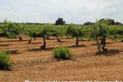 463_fincas-en-venta-009