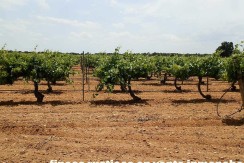 463_fincas-en-venta-010