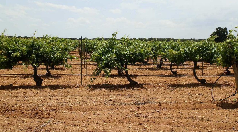 463_fincas-en-venta-010