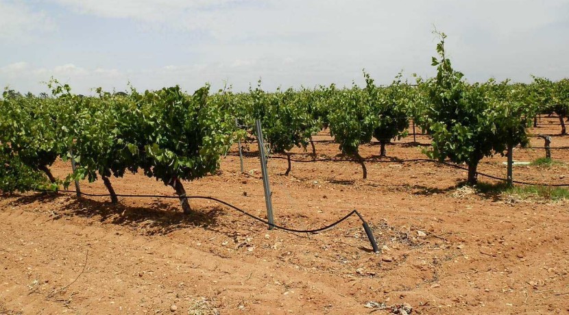 463_fincas-en-venta-011