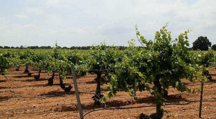 463_fincas-en-venta-013