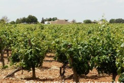 463_fincas-en-venta-014