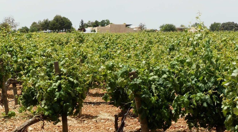 463_fincas-en-venta-014