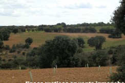 470_fincas-en-venta-064