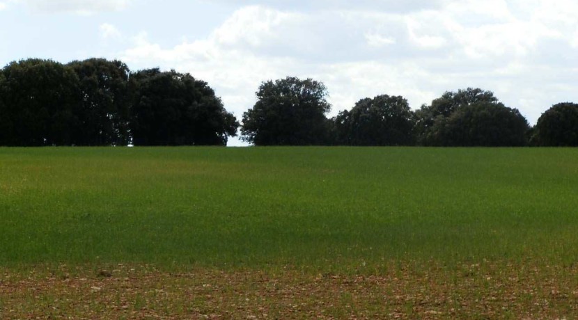 470_fincas-en-venta-066