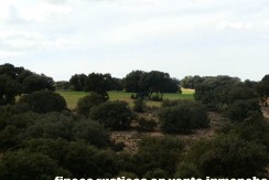 470_fincas-en-venta-076