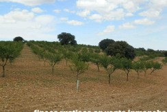 470_fincas-en-venta-077