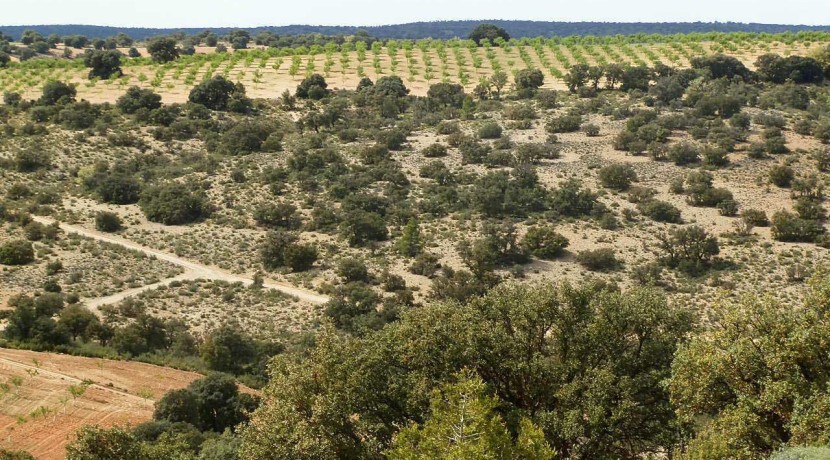 470_fincas-en-venta-085