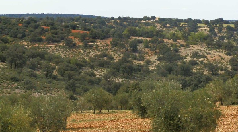 470_fincas-en-venta-087