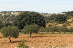 470_fincas-en-venta-088