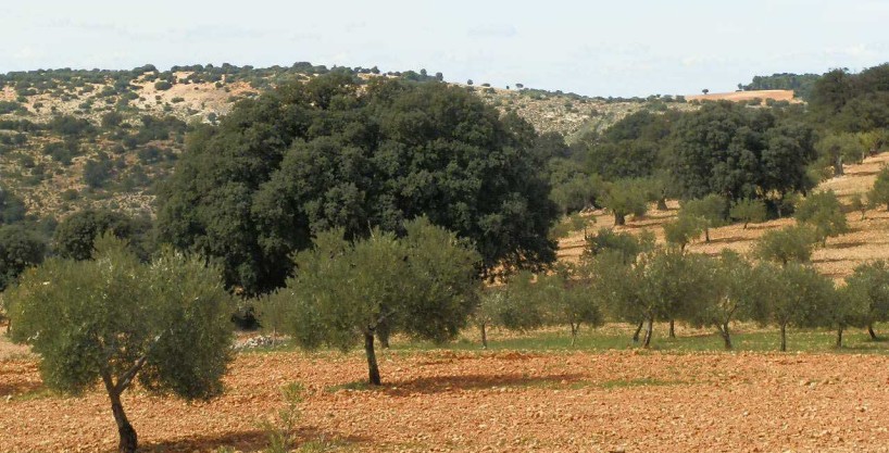 FINCA EN VENTA 475 HAS. CAZA MENOR Y MAYOR-CASERÍO EN ALBACETE