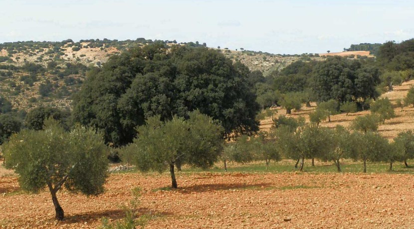 470_fincas-en-venta-088