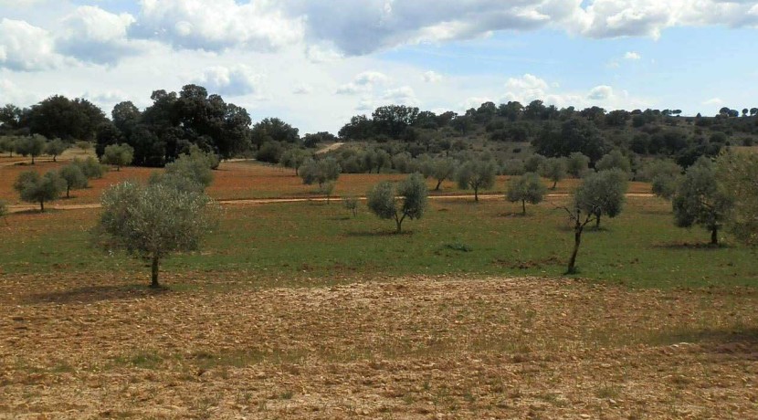 470_fincas-en-venta-093