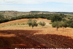 470_fincas-en-venta-095