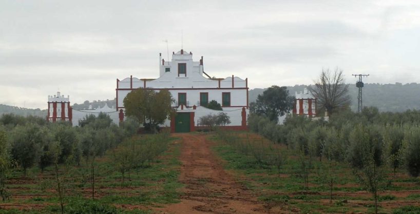 FINCA EN VENTA 41 HAS. OLIVAR-RIEGO-ECOLOGICO-EN CIUDAD REAL