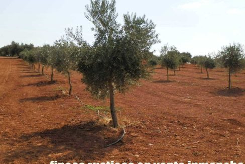 479_fincas-en-venta-12