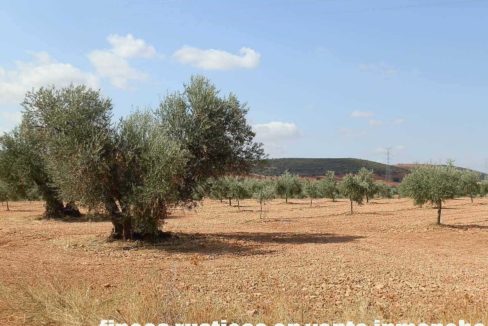 479_fincas-en-venta-27