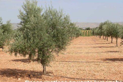 479_fincas-en-venta-29
