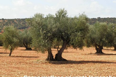 479_fincas-en-venta-32