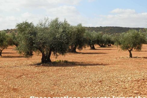 479_fincas-en-venta-34