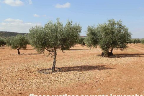 479_fincas-en-venta-35