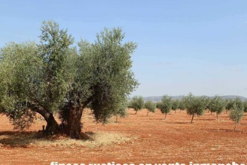 479_fincas-en-venta-40