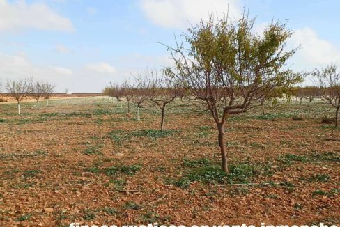 481_fincas-en-venta-87