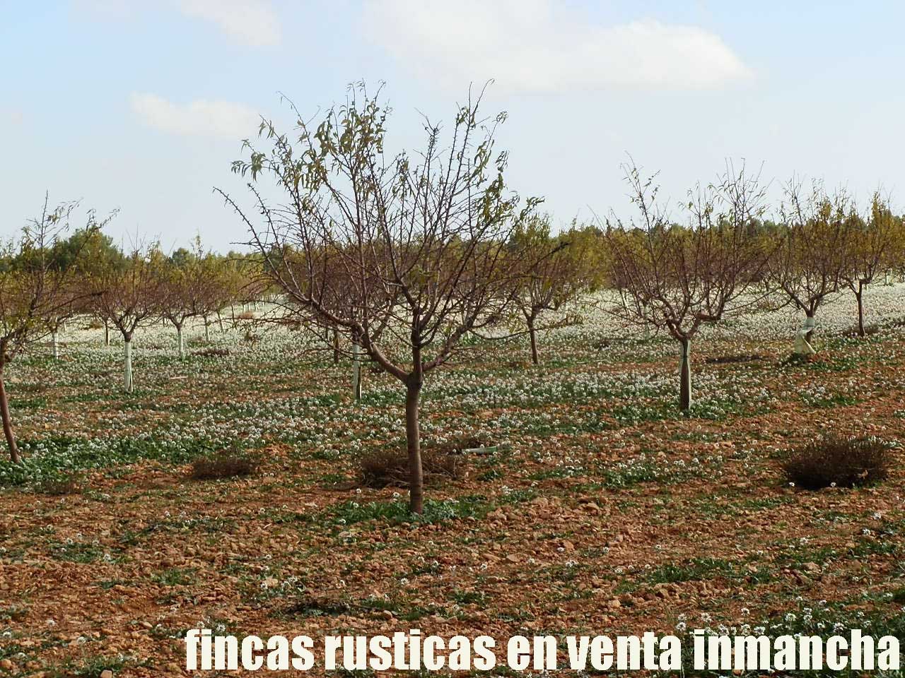 481_fincas-en-venta-88