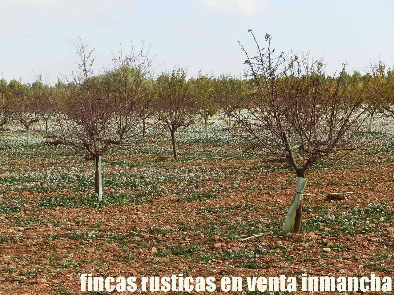 481_fincas-en-venta-89