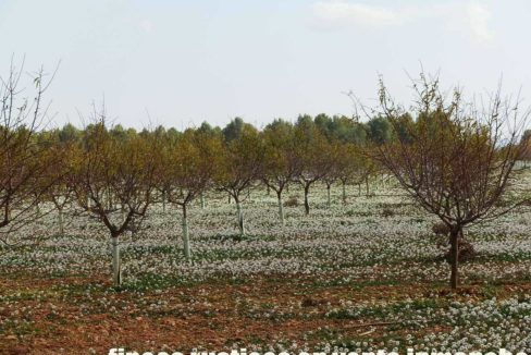 481_fincas-en-venta-90