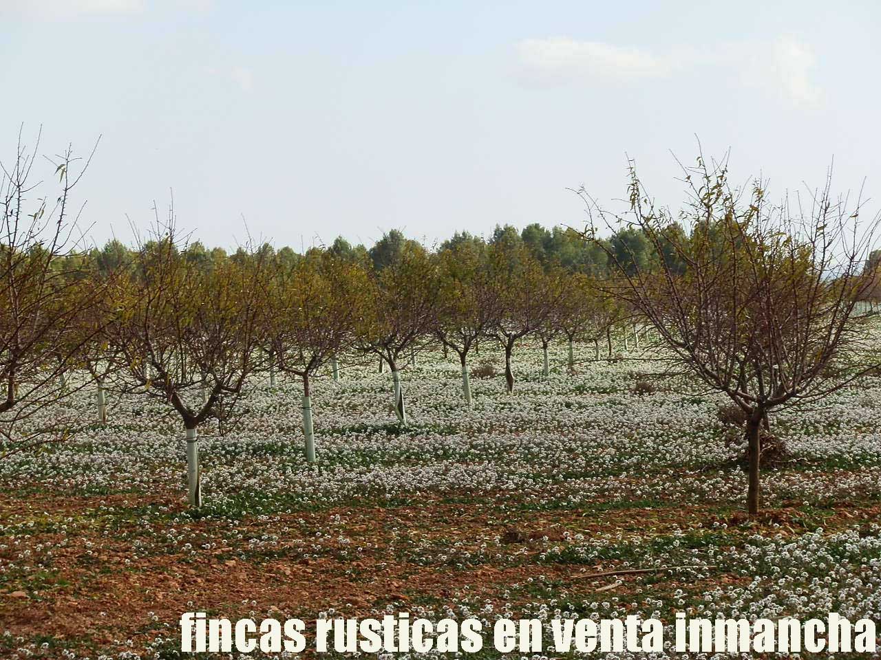 481_fincas-en-venta-90